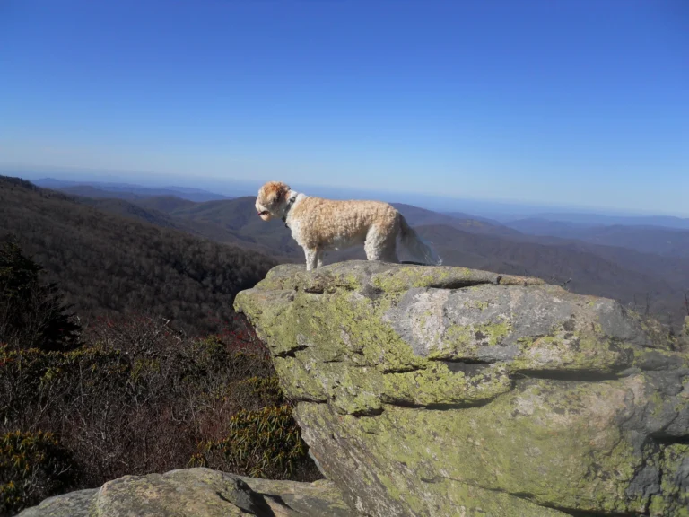 From Sidewalk to Summit – Training Your Dog for the Great Outdoors