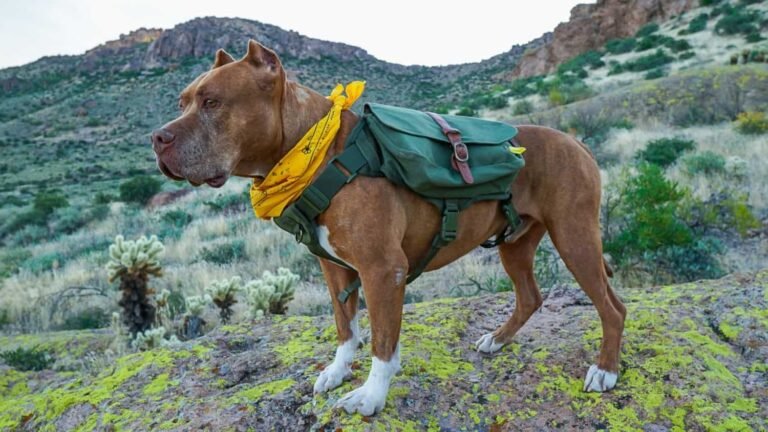 The Best Dog Backpacks for Long Hikes (Tested and Reviewed)
