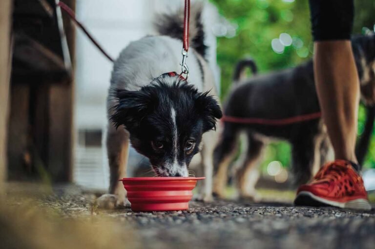 dog-drinking-water