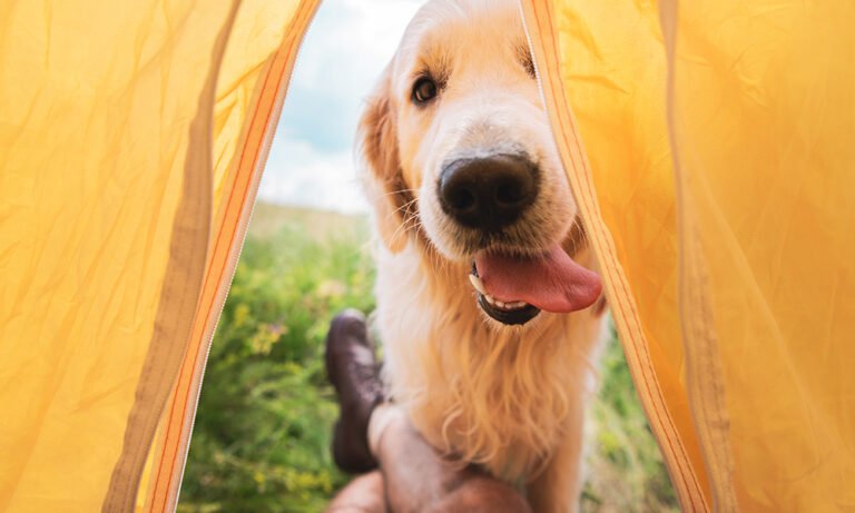 Everything you need to keep both you and your pup safe and comfortable.