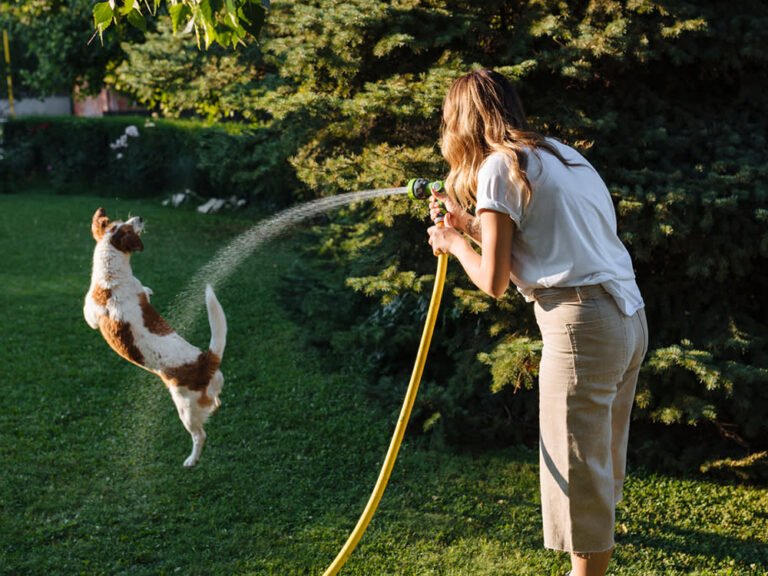 dog-jumping-into-water