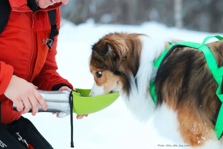 How to Keep Your Dog Hydrated on the Trail