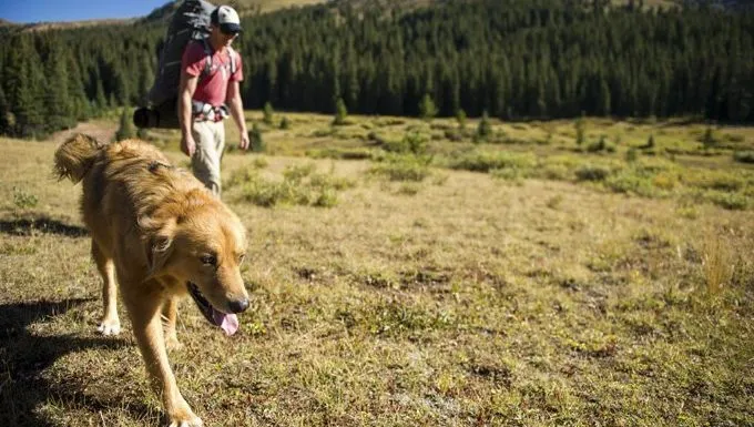 The Hidden Dangers on Trails — and How to Protect Your Dog