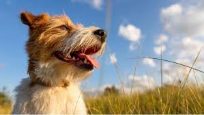 Which Hidden Dangers Lurk In Sunlit Hikes With Your Furry Friend This Summer?