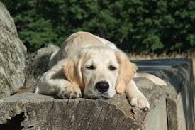 dog_sleeping_on_a_log