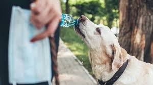 dog_drinking_water