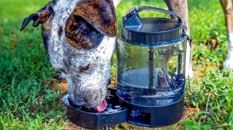5 Must-Have Outdoor Gadgets for Dog Owners Who Love to Camp