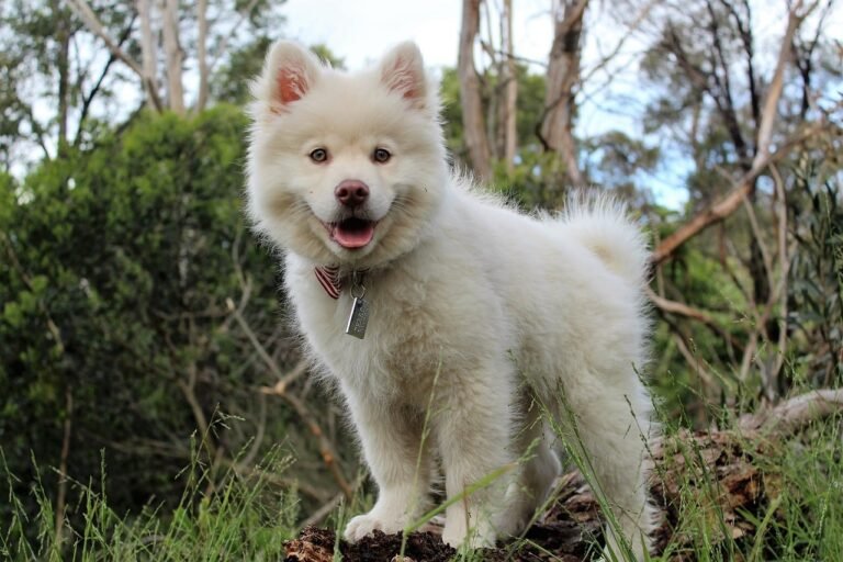 5 Signs Your Dog is Ready for More Outdoor Adventure