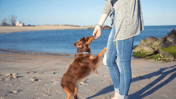 dog-at-beach