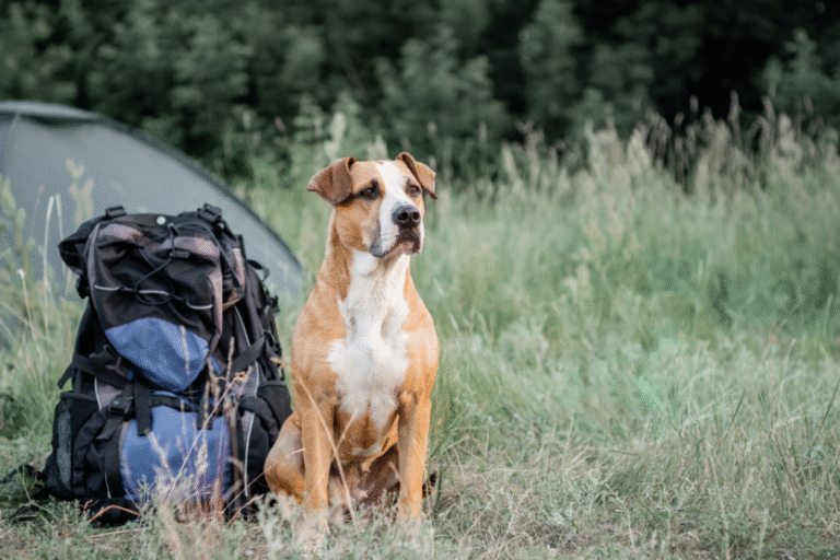 dog-hiking-tips