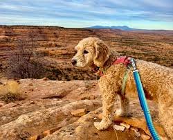 “Leash Up! The Best Trails in America for Dog Adventures”