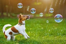 dog-chasing-bubbles
