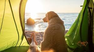 “The Secret to a Longer Dog Life? Adventure.”